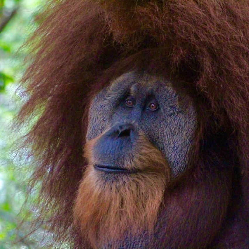 Готель Sumatra Cheeky Monkeys Букіт-Лаванґ Екстер'єр фото