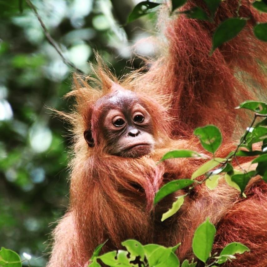 Готель Sumatra Cheeky Monkeys Букіт-Лаванґ Екстер'єр фото