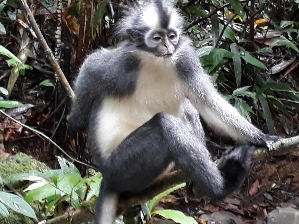 Готель Sumatra Cheeky Monkeys Букіт-Лаванґ Екстер'єр фото
