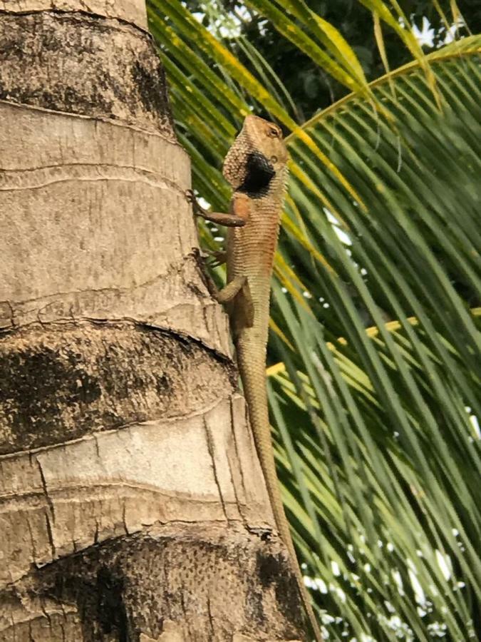 Готель Sumatra Cheeky Monkeys Букіт-Лаванґ Екстер'єр фото